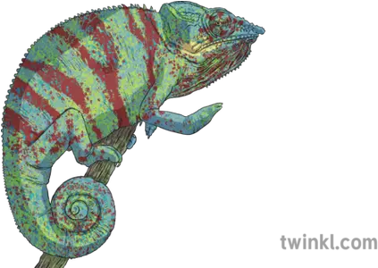  Panther Chameleon Animal Reptile Madagascar Col Blooded Mps Common Chameleon Png Chameleon Png