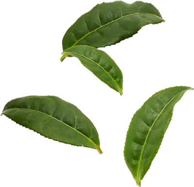  Tea Leaves Tea Tree Leaf Png Tea Leaves Png