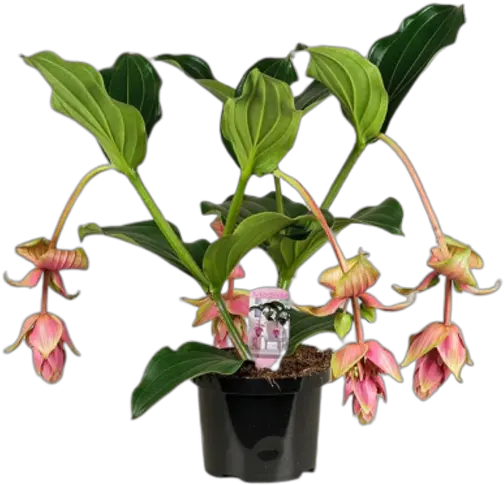  Medinilla Dolce Vita For The Home Or Medinilla Dolce Vita Png Dolce Gabbana Logo