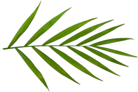  Beginneru0027s Guide To Parlor Palm Care Planterina Planterina Clip Art Png Palm Leaves Transparent