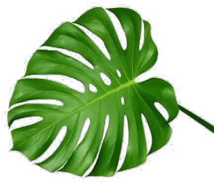  Palm Leaves Transparent Png Swiss Cheese Plant Leaf Palm Leaves Transparent