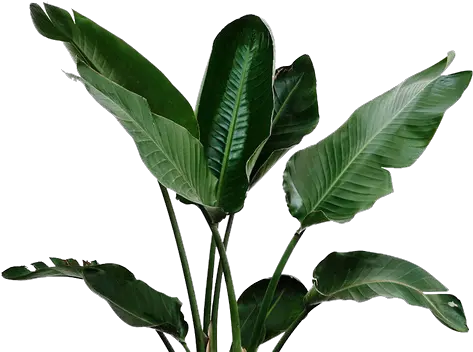  Download Irrigation Leaf Garden Leaves Watering Plant Real Tropical Leaves Png Garden Png