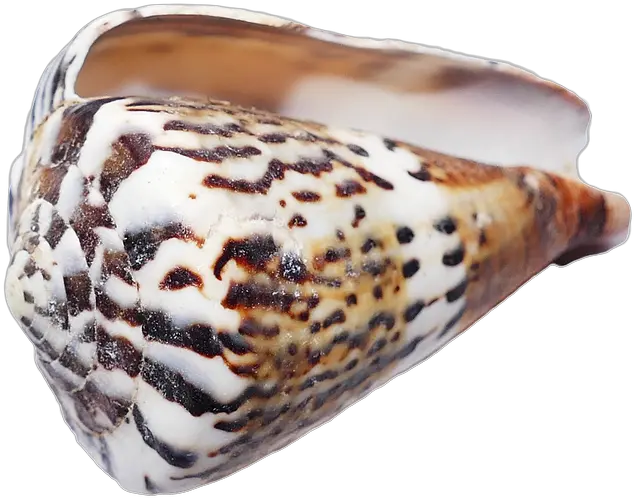  Seashell Shells Sea Free Photo On Pixabay Seashell Png Seashell Png