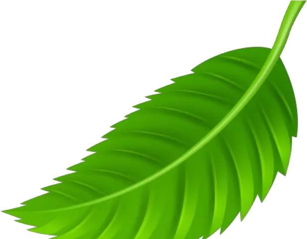  Png Leaf Transparent Clipart Free Leaf Png Clip Art Leaves Clipart Png