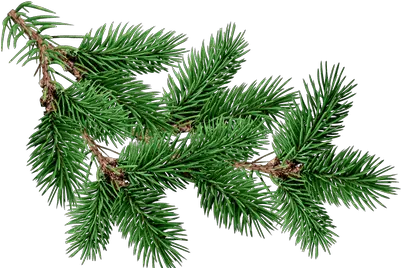  Branch Fir Tree Transparent Png Christmas Tree Branch Png Pine Branch Png