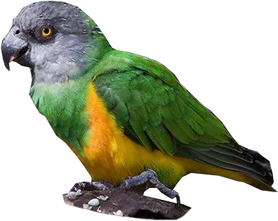  Download Hd Senegal Parrot Niam Niam Parrot Transparent Senegal Parrot Png Parrot Transparent