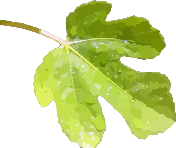  Fig Leaf Png Image Clip Art Fig Leaf Leaf Transparent Background