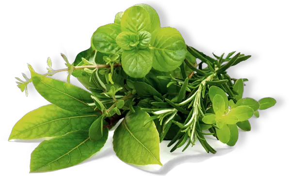  Herb Png Image Hd Transparent Herbal Leaf Png Mint Leaves Png