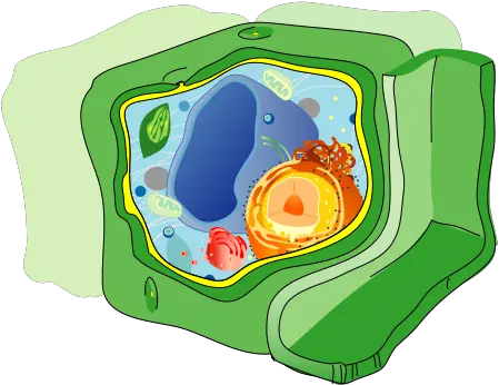  Fileplant Cell Structure No Text 2svg Wikimedia Commons Vacuole In A Cell Png Plant Transparent Background