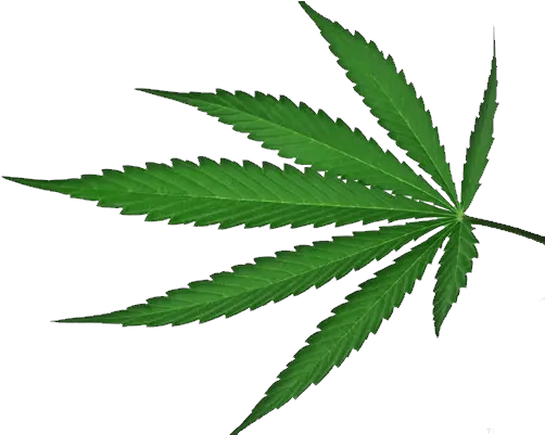  Png Cannabis Transparent Background Cannabis Leaf Weed Transparent Background