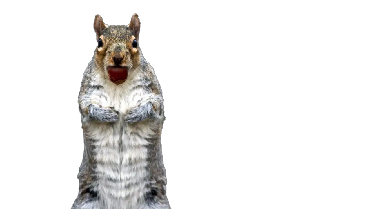  Squirrel Png Free File Download Play Fox Squirrel Squirrel Png