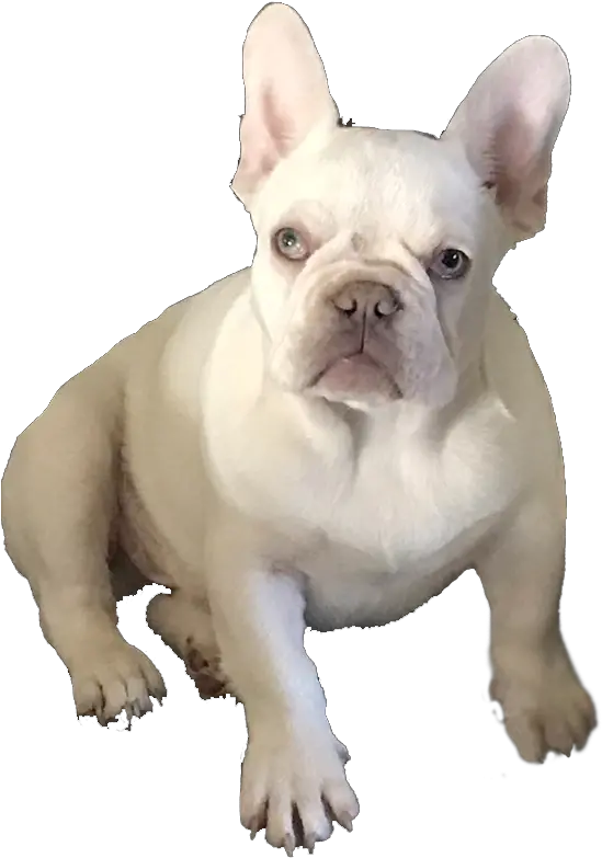  Frenchie Profiles French Bulldogs Michelles Fabulous French Bulldog Png French Bulldog Png