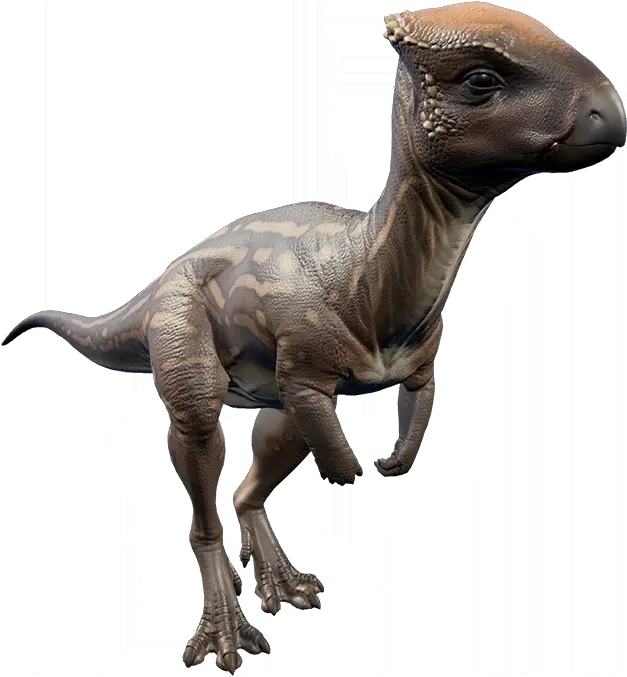  Homalocephale Jurassic World Evolution Wiki Fandom First Jurassic World Evolution Png Evolution Png