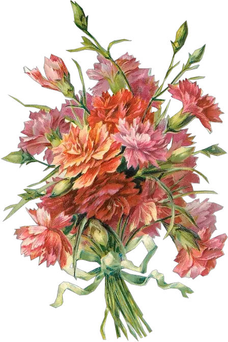  Richard Moulton Tuckdb Org Carnations Flower Bouquet Carnation Vintage Free Png Flowers Bouquet Png