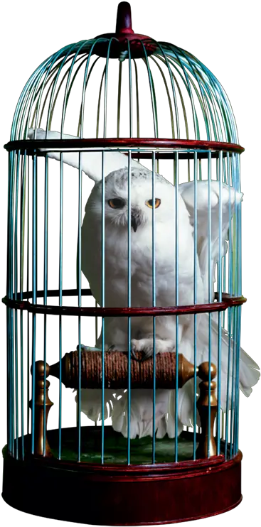  Download Free Png Birdcage Image Dlpngcom Harry Potter Hedwig In Cage Bird Cage Png