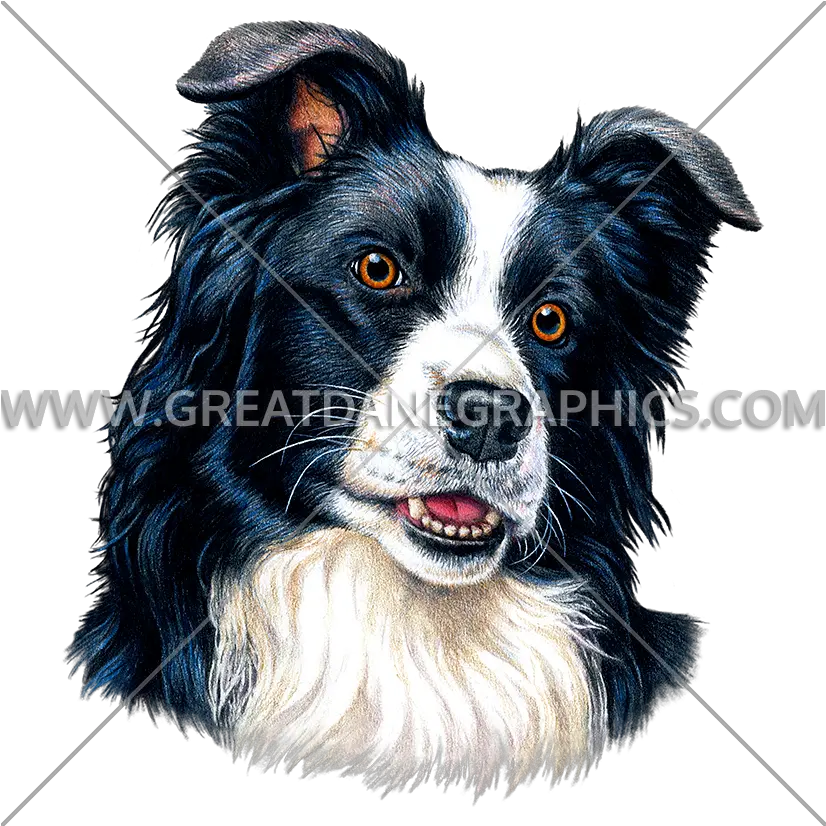  Border Collie Production Ready Artwork For T Shirt Printing Png Border Collie Png