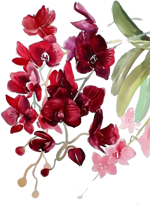  Orchids Png Orchid Transparent Watercolor Flower Orchid Watercolor Flower Png Red Watercolor Flowers Transparent Background