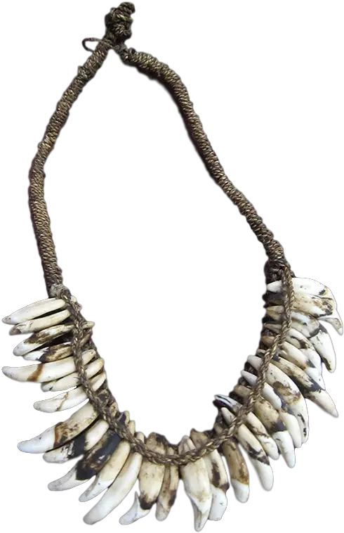  Asmat Dog Tooth Bone Clipart Full Size Clipart 401598 Necklace Png Mardi Gras Beads Png