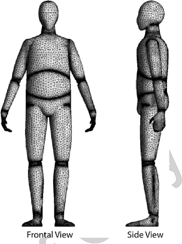  Frontal And Side Views Of The Meshed Human Body Computer Side View Of Human Body Png Male Model Png