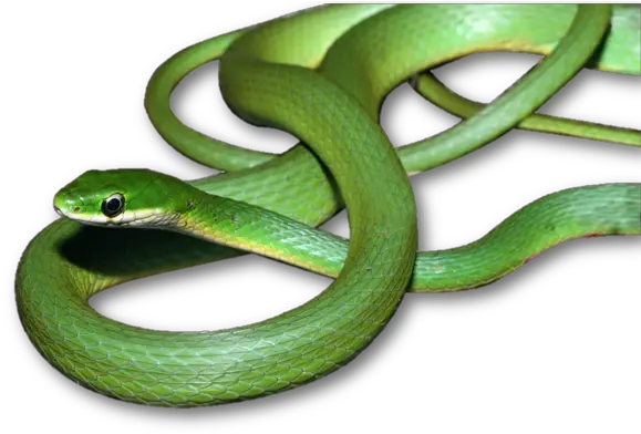  Alexander D Mckelvy Snake Evolution And Biogeography Serpent Green Transparent Back Png Snake Transparent