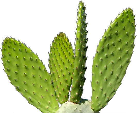  Download Free High Quality Cactus Png Transparent Cactus Png Cactus Transparent Background