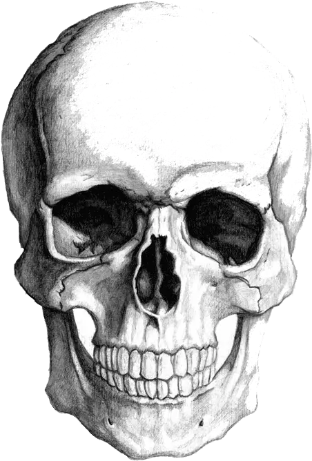  Top Gday Freinds Skull Stickers For Android U0026 Ios Gfycat Skull Shading Png Skull Emoji Transparent