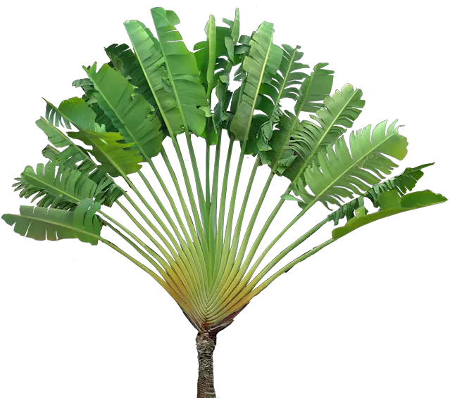  Download Hd Travellers Palm Ravenala Ravenala Madagascariensis Png Tropical Plants Png