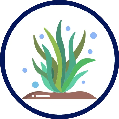  Best Aquarium Moss Professional Aquariumfish Tank Advice Png Icon