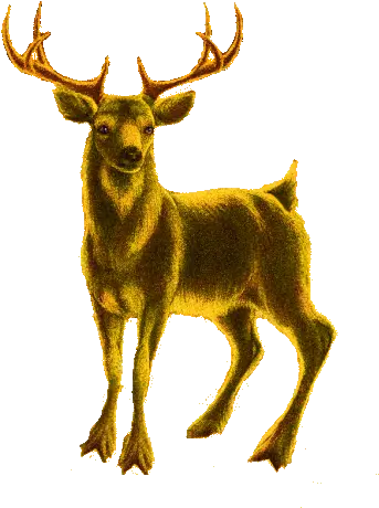  Boldog Karácsonyt Deer Sticker Animal Figure Png Deer Icon Tumblr