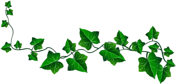  Leaf Drawing Ivy Tattoo Vine Clipart Ivy Png Wall Vines Png