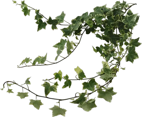 On Gardening Andover Garden Club Vine Ivy Png Hanging Vines Png