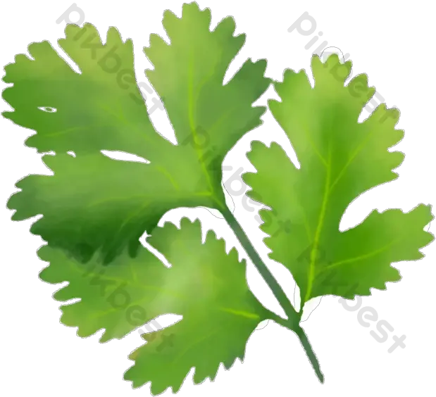  Fresh Coriander Leaves Png Element Images Cilantro Banana Leaves Png