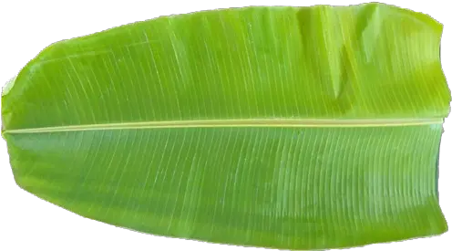  Banana Leaves Transparent Png Clipart Thala Valai Ilai Banana Leaf Png