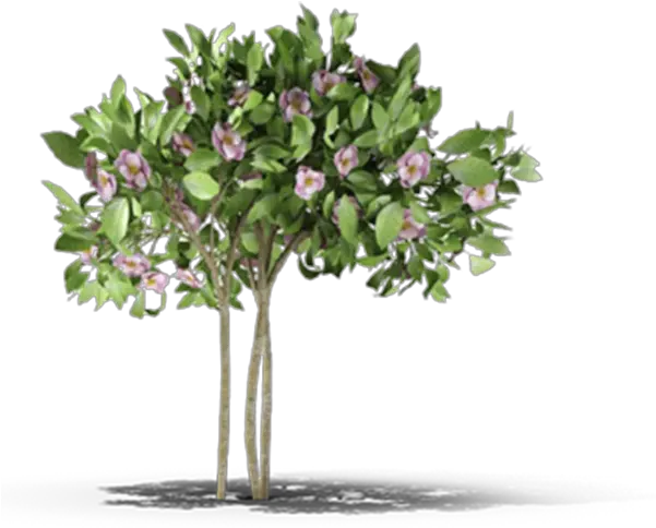  Laurel Branch Png Product Item Bay Laurel 1740584 Southern Magnolia Laurel Png