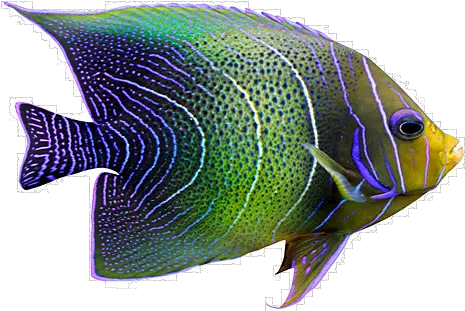  Download Tropical Fish Png Tropical Fish In Coral Tropical Fish Png