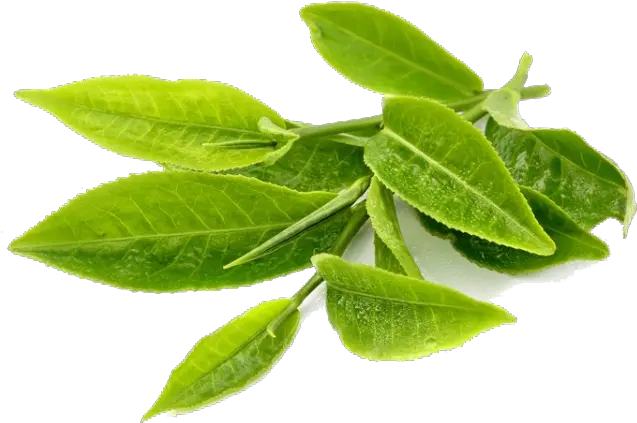  Green Tea Leaves Png 4 Image Green Tea Leaf Png Tea Leaves Png