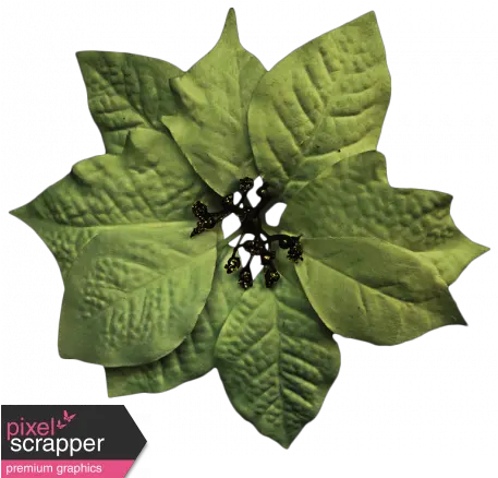  Itu0027s Christmas Green Poinsettia Graphic By Sheila Reid Poinsettia Png Poinsettia Png