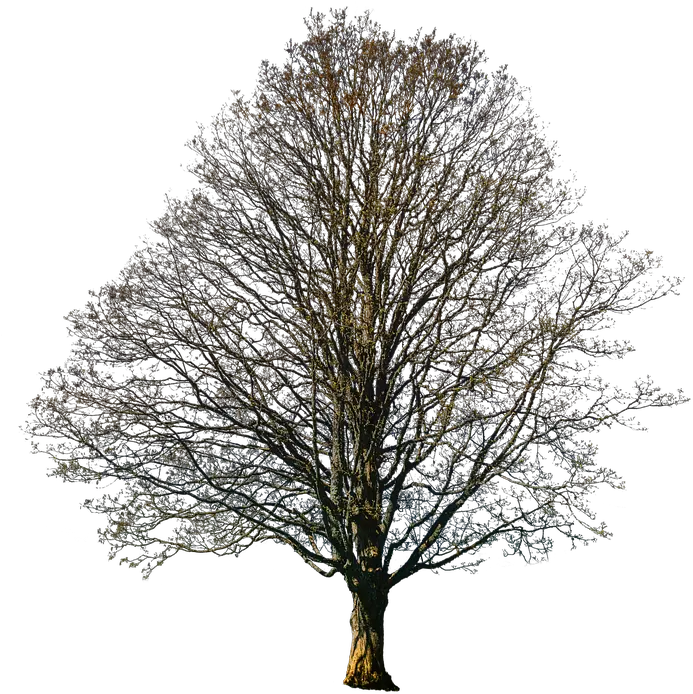  Isolated Tree Autumn Nature Fall Free Photo On Pixabay Oak Png Fall Tree Png