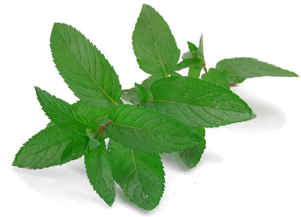  Mint Leaves Plingcom Mint Leaves Png Mint Leaf Png