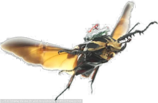  Flying Bug Transparent Image Beetle Flying Insect Png Transparent Bug