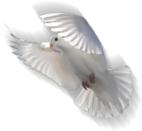  Download White Dove Hd Png Transparente Paloma Blanca Png White Doves Png