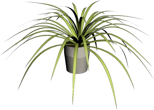  Spider Plant Design And Decorate Your Room In 3d Roystonea Png Plant Transparent Background