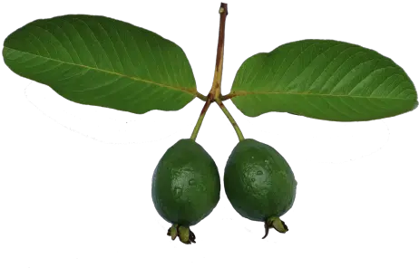  Free Photos Guava Png Search Download Needpixcom Common Guava Fruit Tree Png