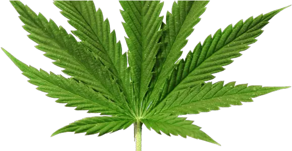  Marijuana In The Workplace Occupational Health U0026 Safety Cannabis Sativa Png Marijuana Leaf Transparent