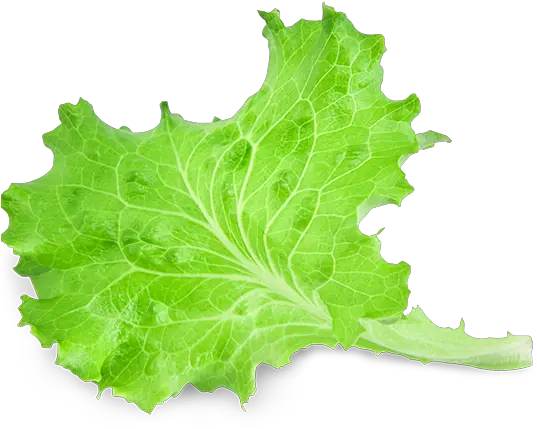  Lettuce Leaf Png 2 Image Piece Of Lettuce Transparent Leaf Transparent Background