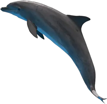  Png Dolphin 3 Image Dolphin With Invisible Background Dolphin Transparent Background