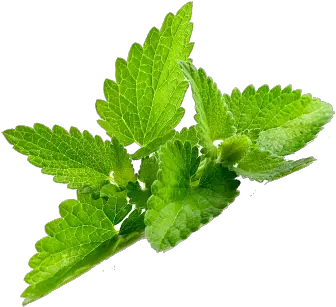  Peppermint Png Images Free Download Daun Mint Png Mint Leaves Png