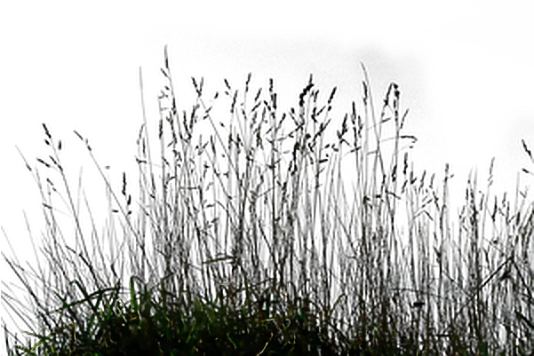  Wild Grass Silhouette Png Long Grass Png Wild Grass Png