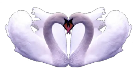  Two Swans Make Heart Shape Png Swan Heart Shape Png