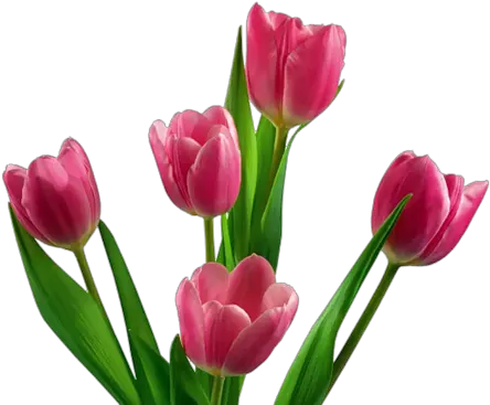  Tulip Flower Png Images Free Gallery Transparent Background Pink Tulip Png Real Flower Png